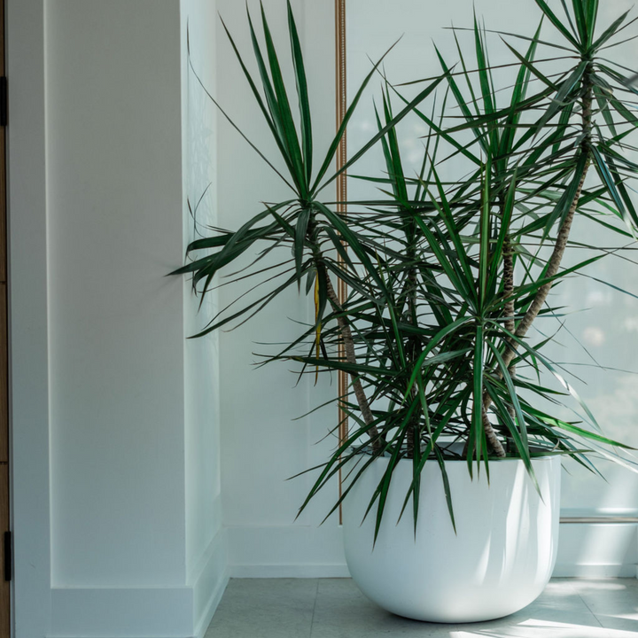 Extra Large Dracena Marginata