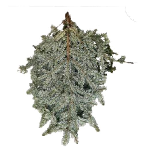 Silver Fir Boughs