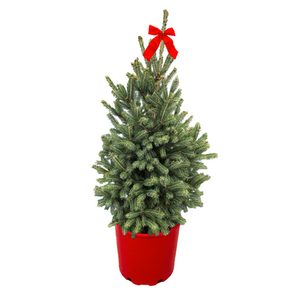 Montrose Charm Spruce - Red Holiday Pot
