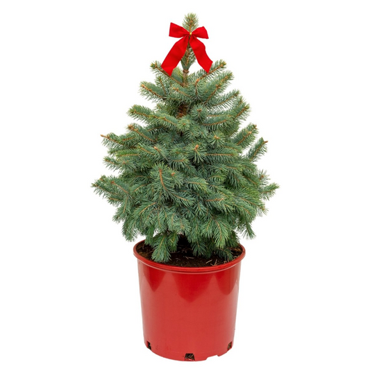 Baby Blue Colorado Spruce - Decorative Pot
