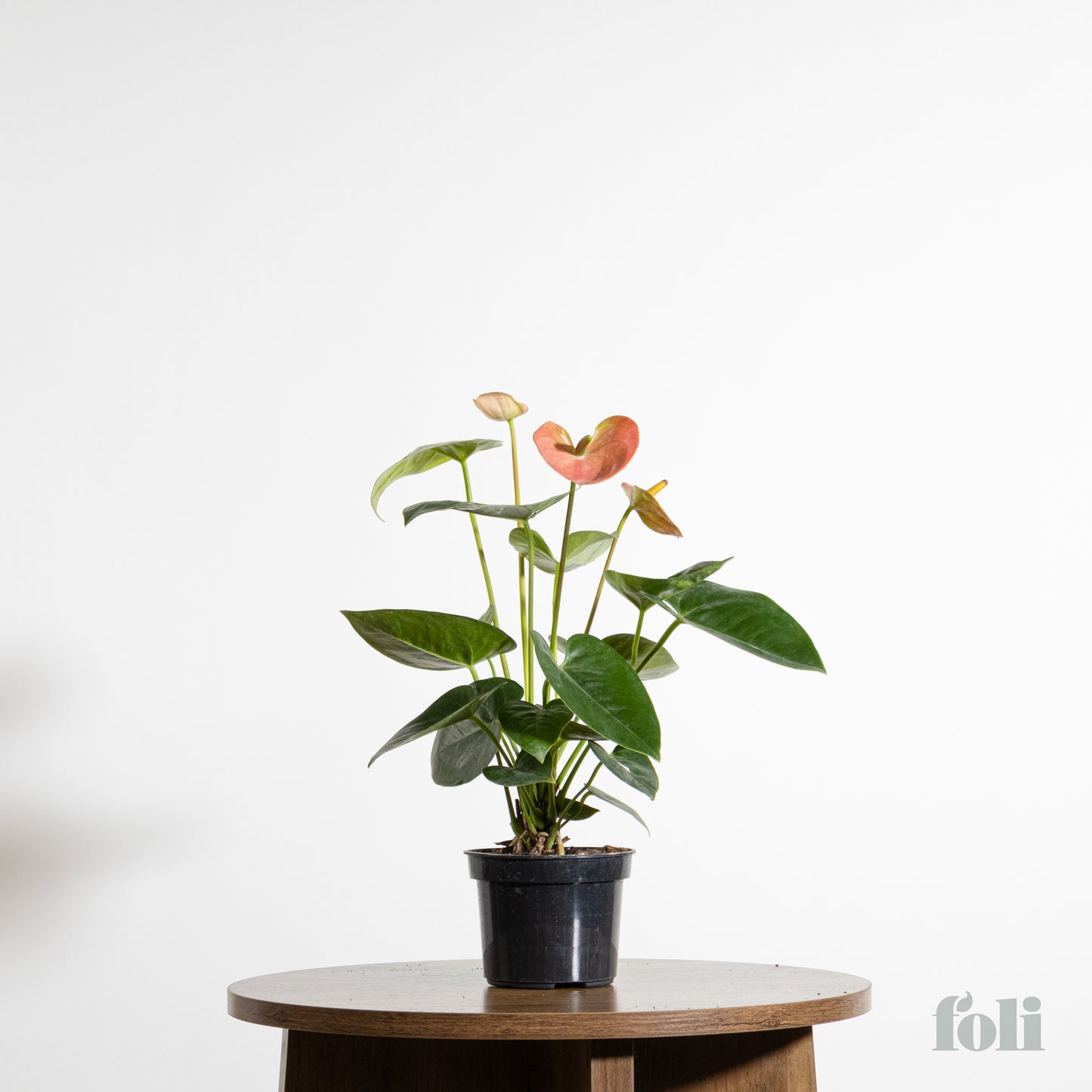 Anthurium