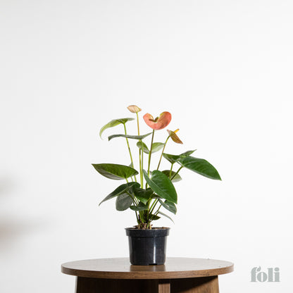 Anthurium