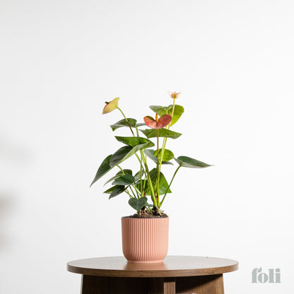 Anthurium
