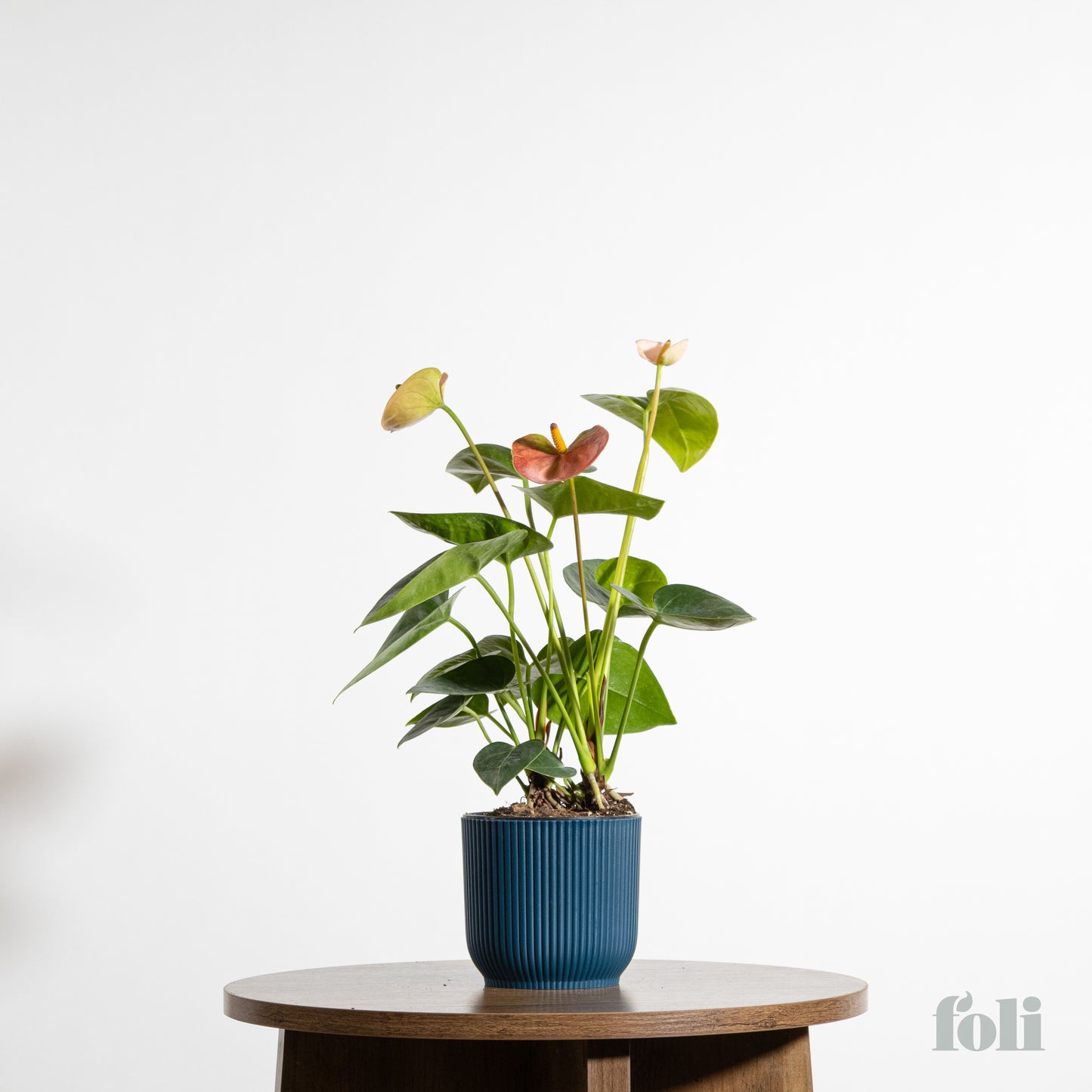 Anthurium