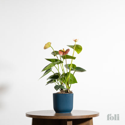 Anthurium