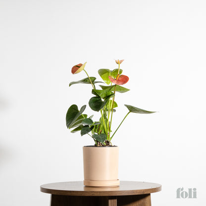 Anthurium