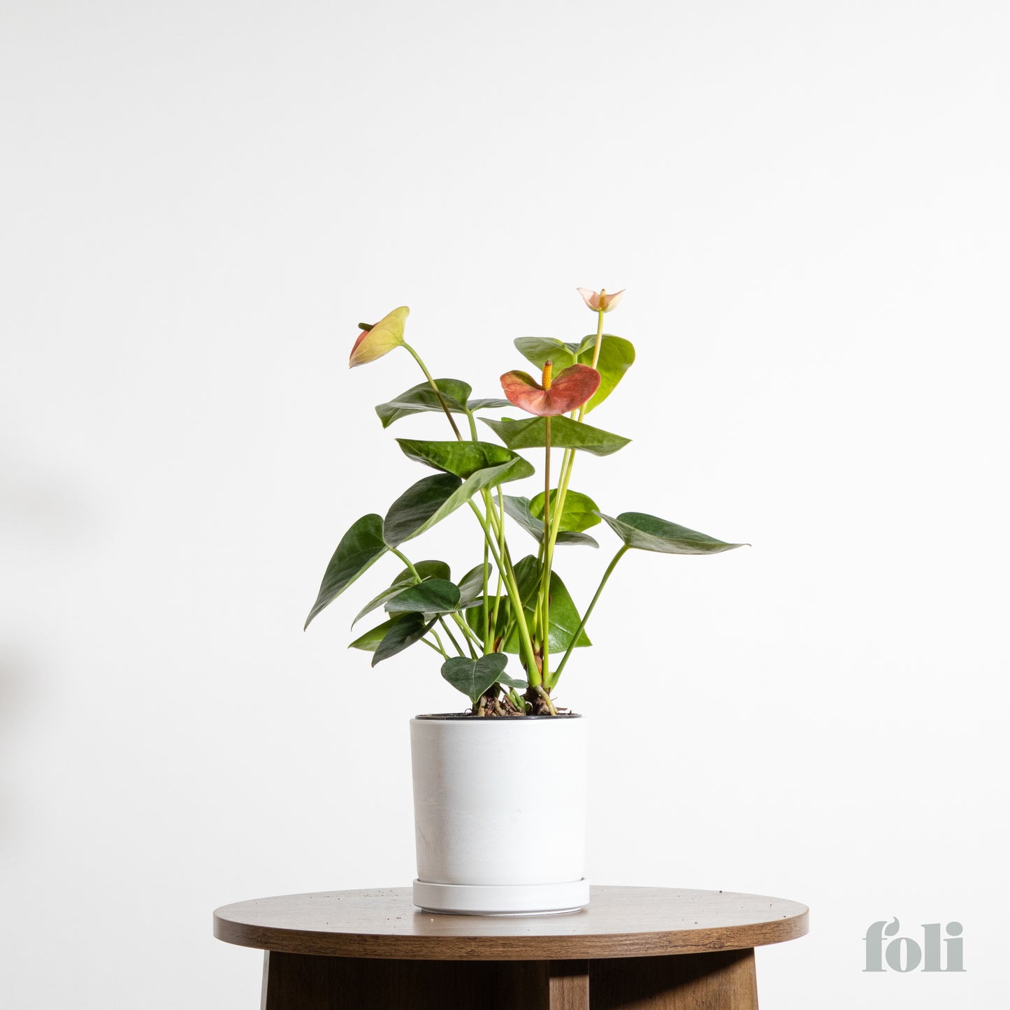 Anthurium