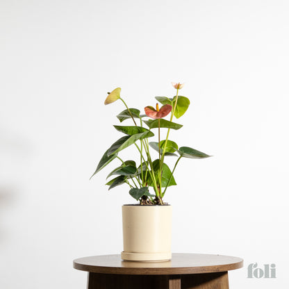 Anthurium