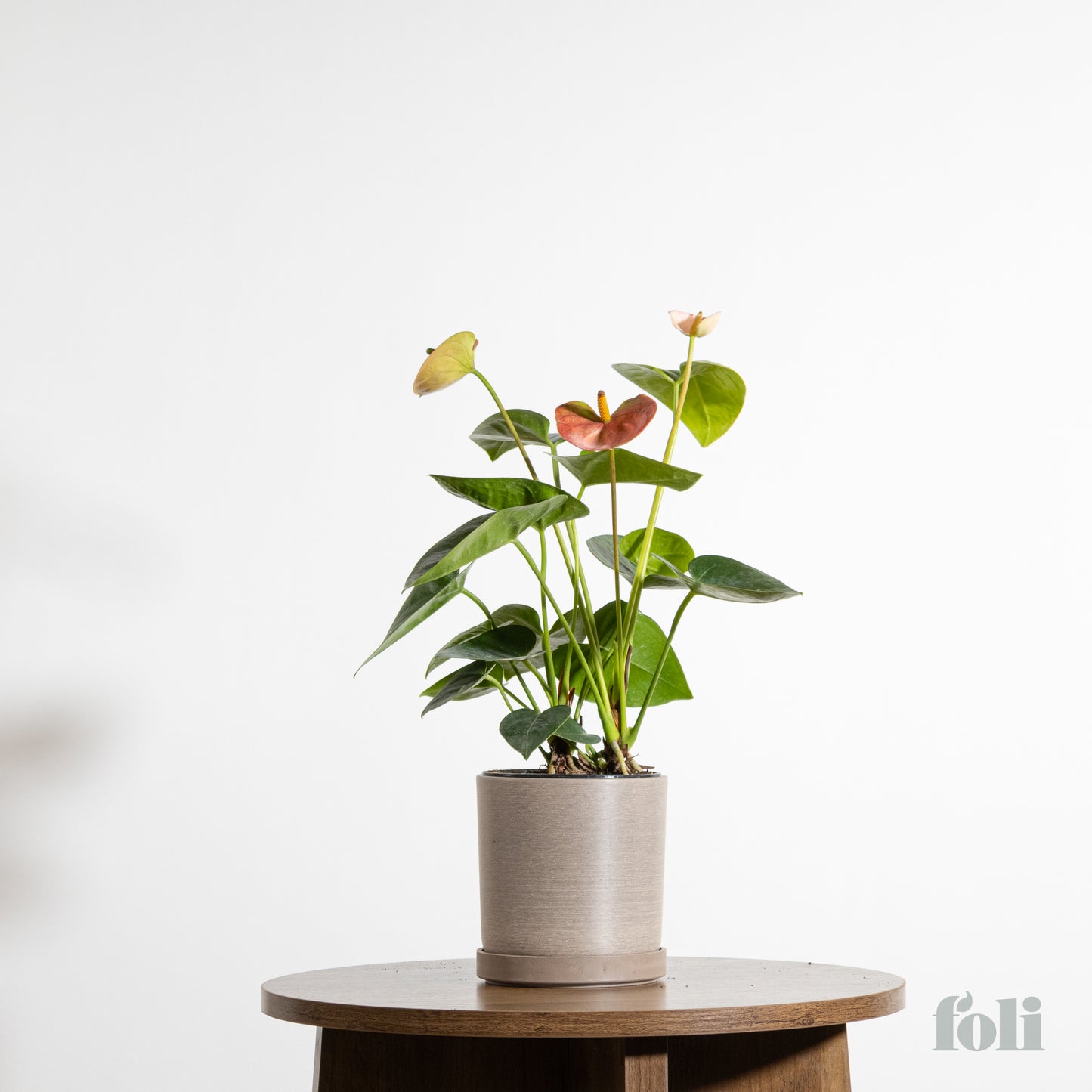 Anthurium