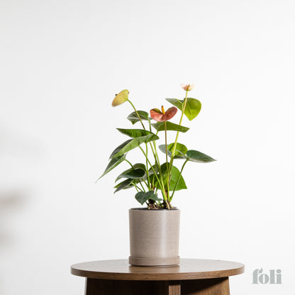 Anthurium