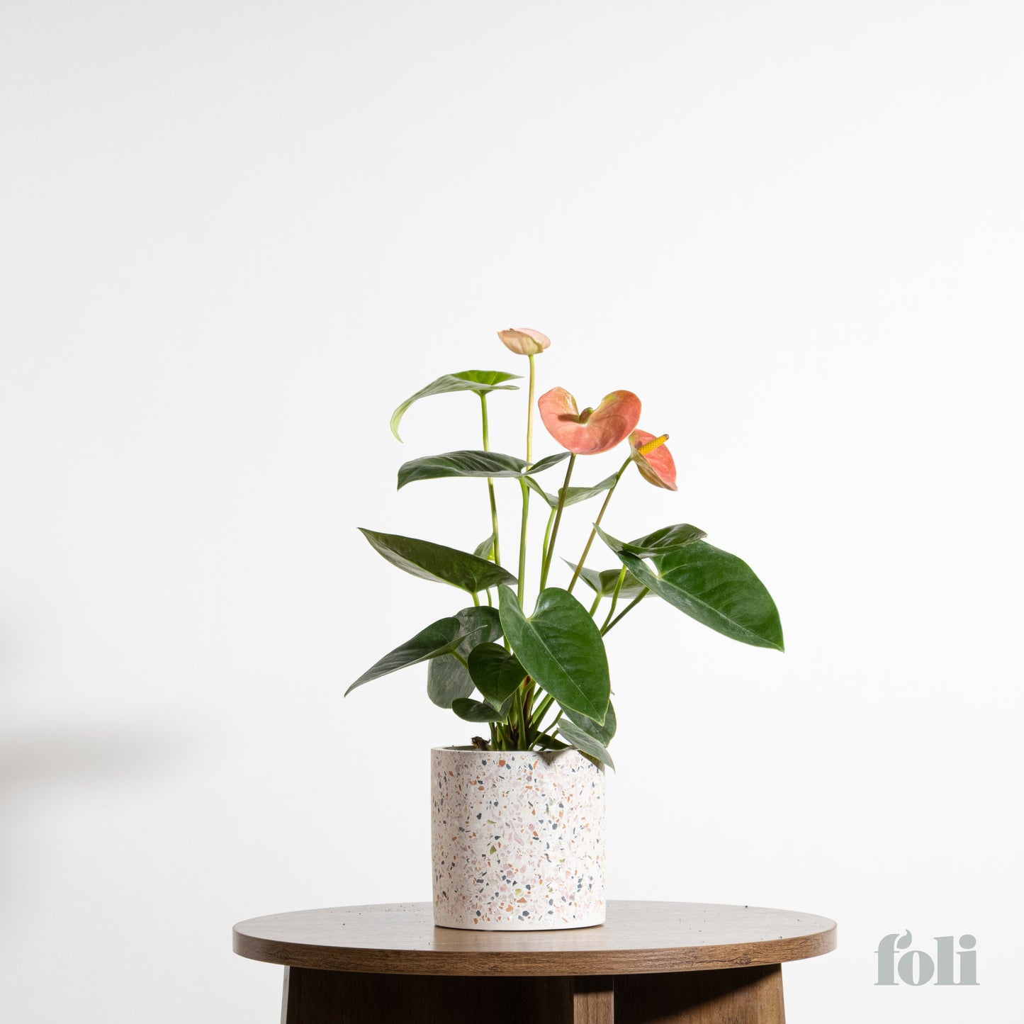 Anthurium