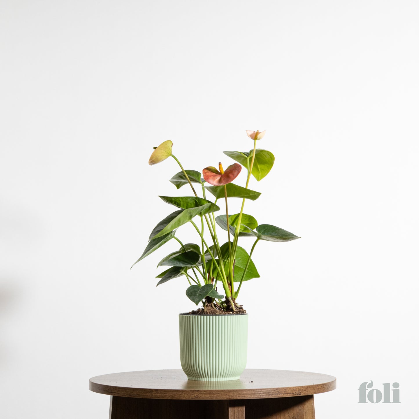 Anthurium