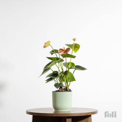 Anthurium