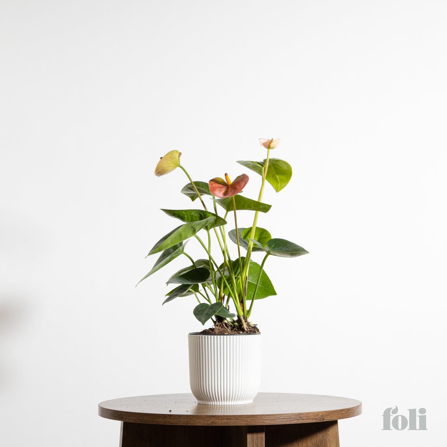 Anthurium