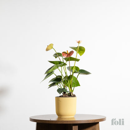 Anthurium