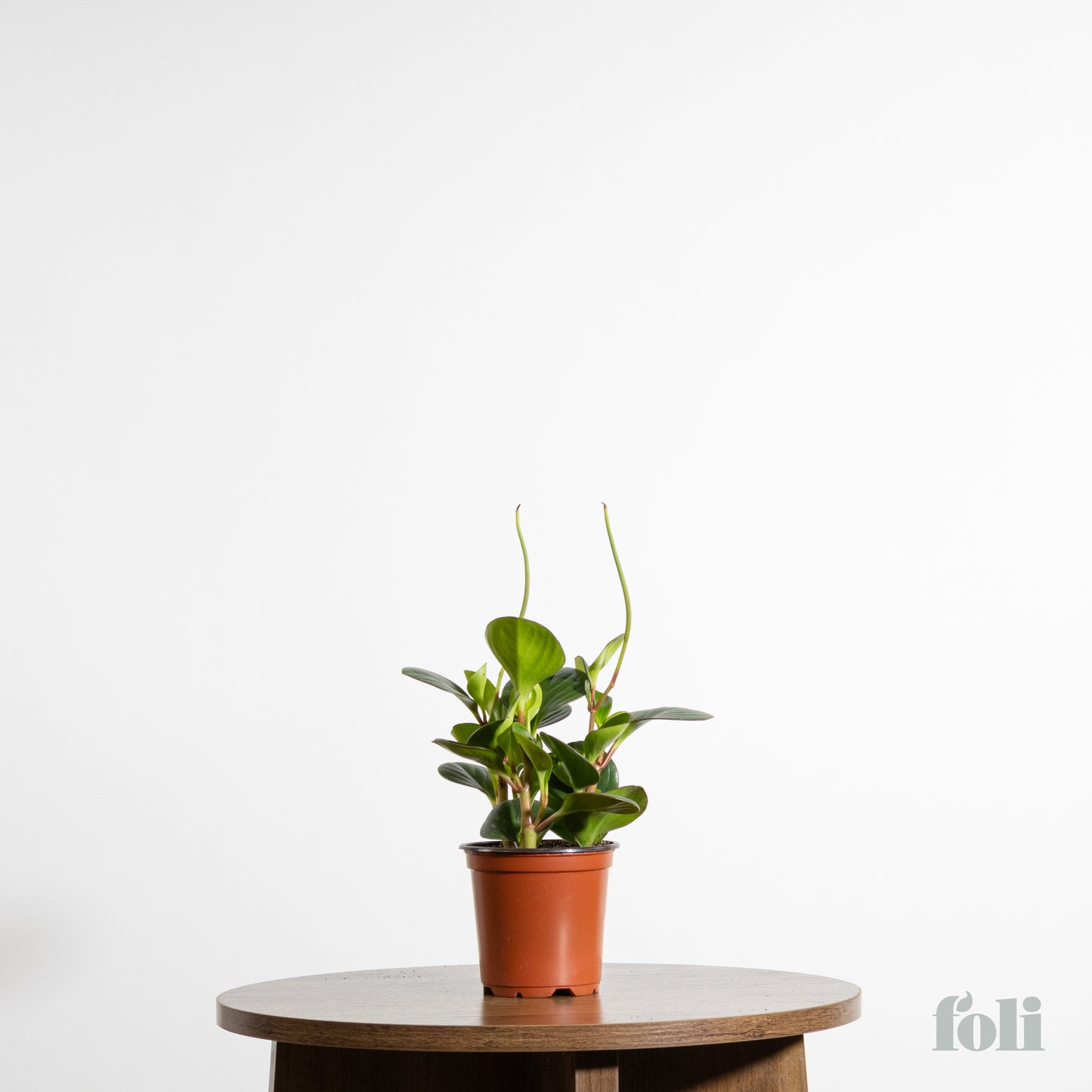 Peperomia
