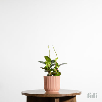 Peperomia