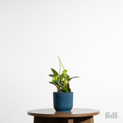 Peperomia