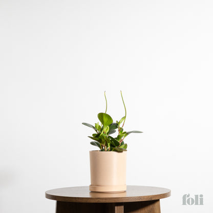 Peperomia