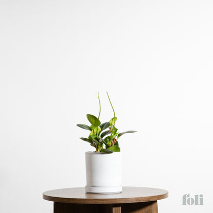 Peperomia