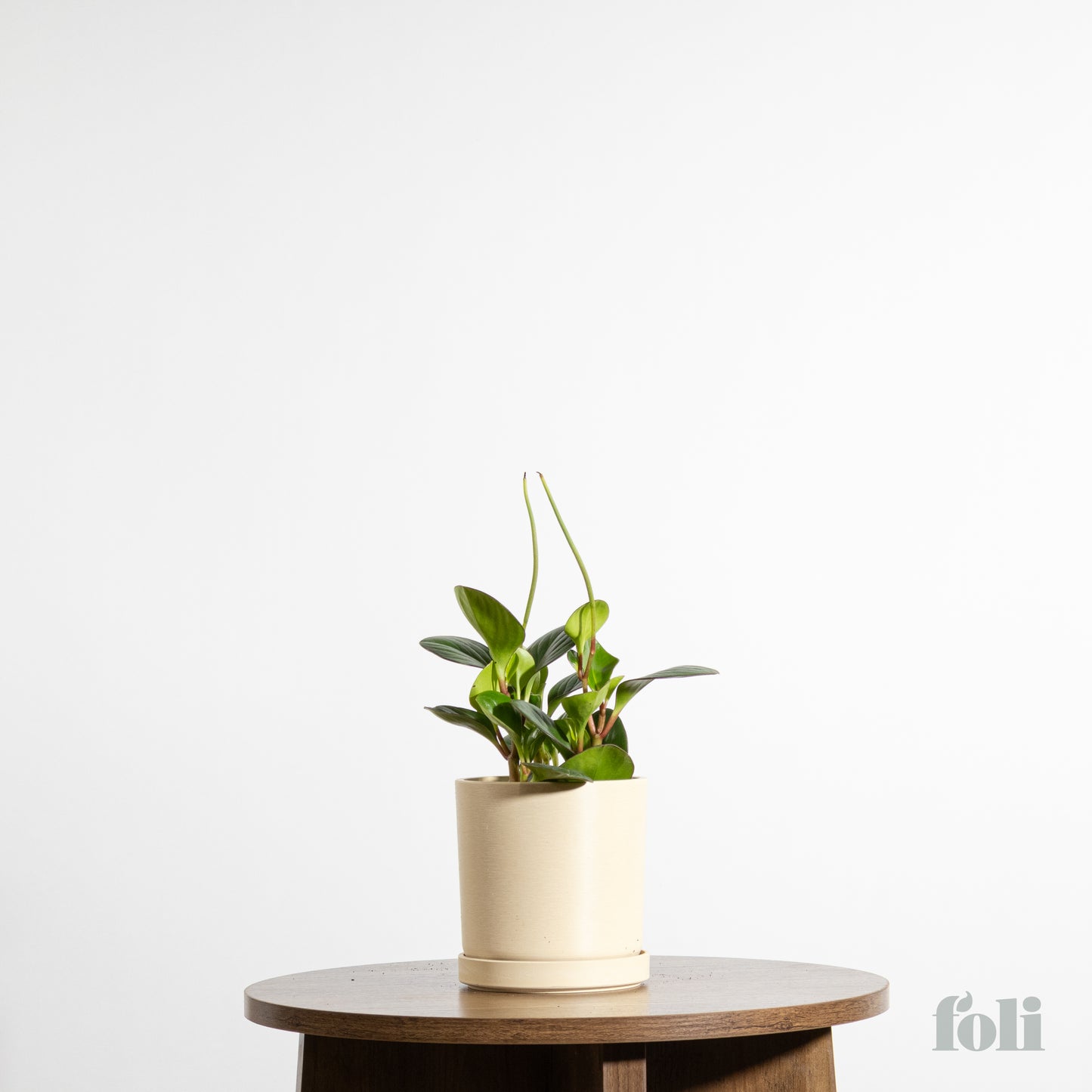 Peperomia