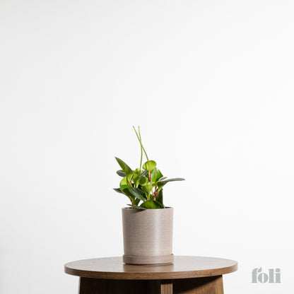 Peperomia