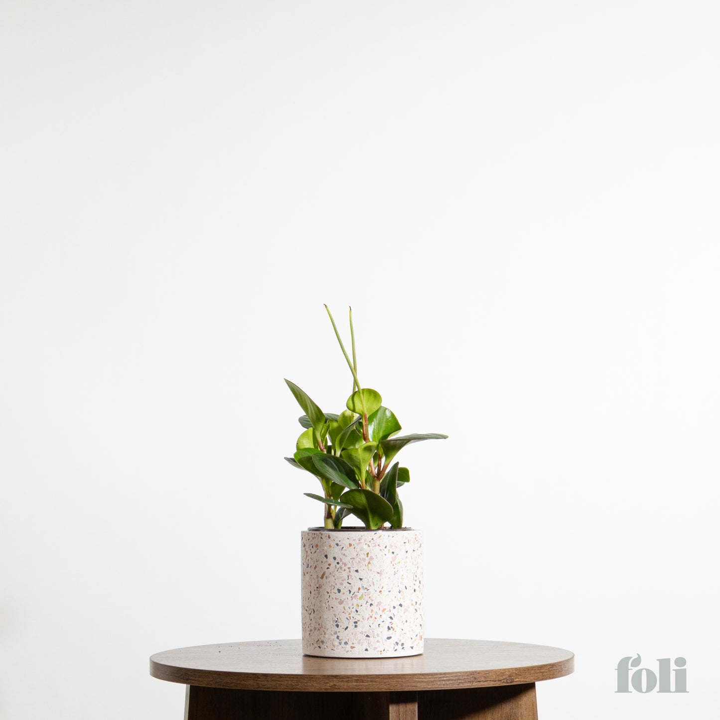 Peperomia