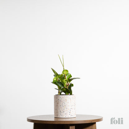 Peperomia