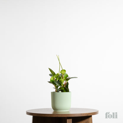 Peperomia