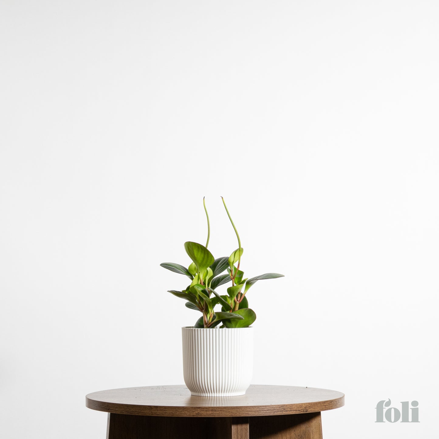 Peperomia