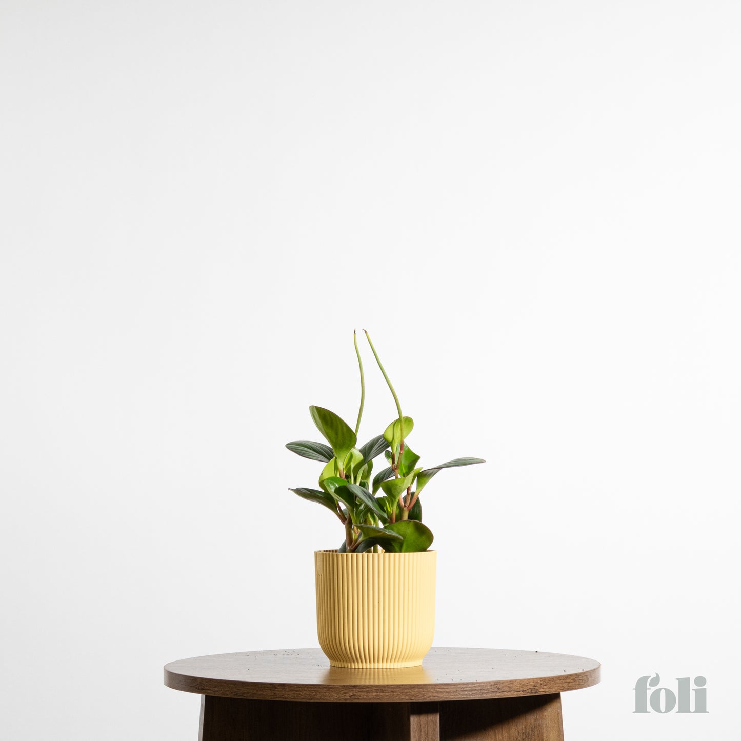 Peperomia