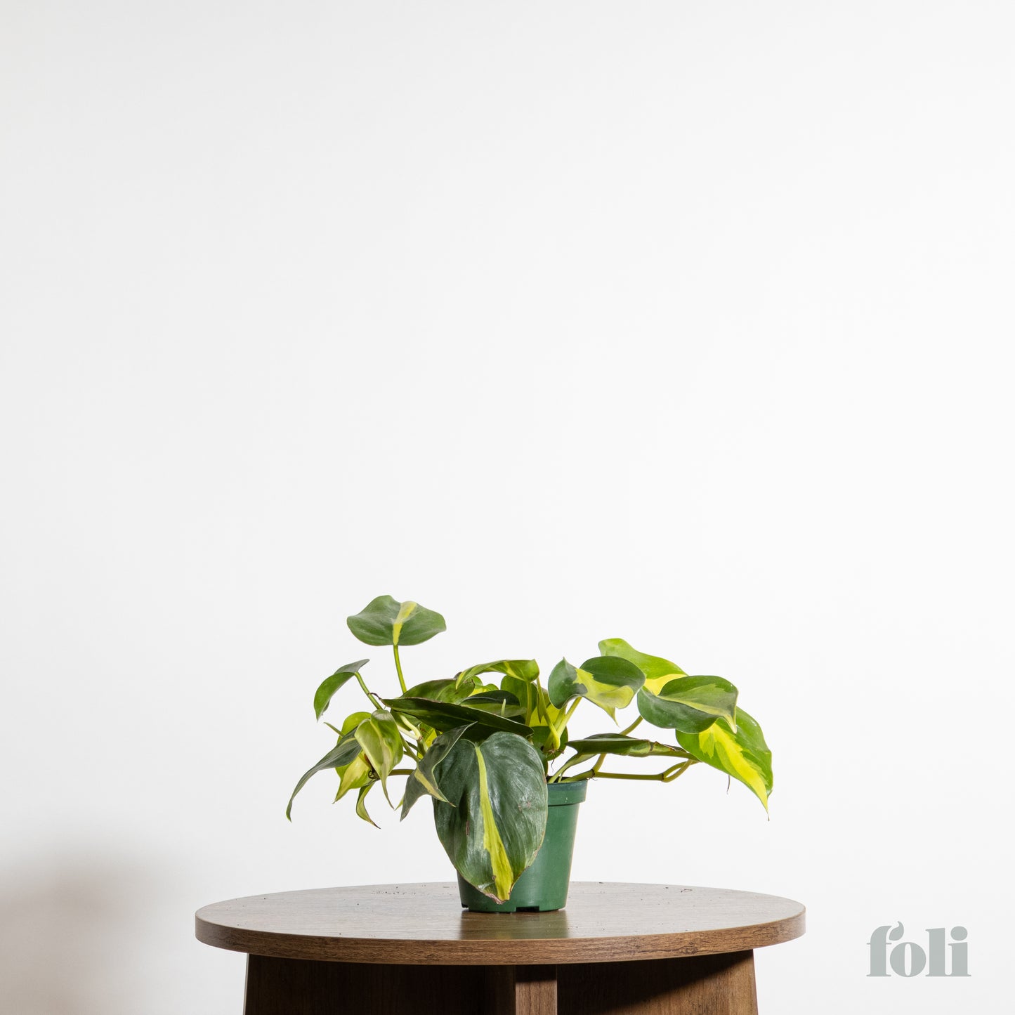 Philodendron Brasil