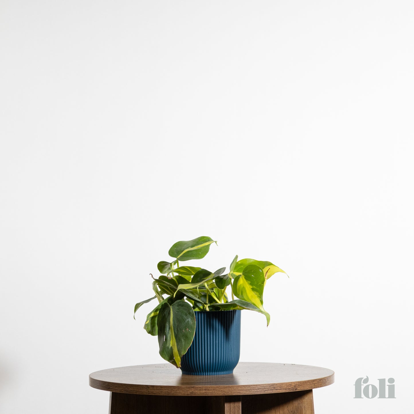 Philodendron Brasil