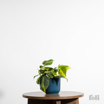 Philodendron Brasil