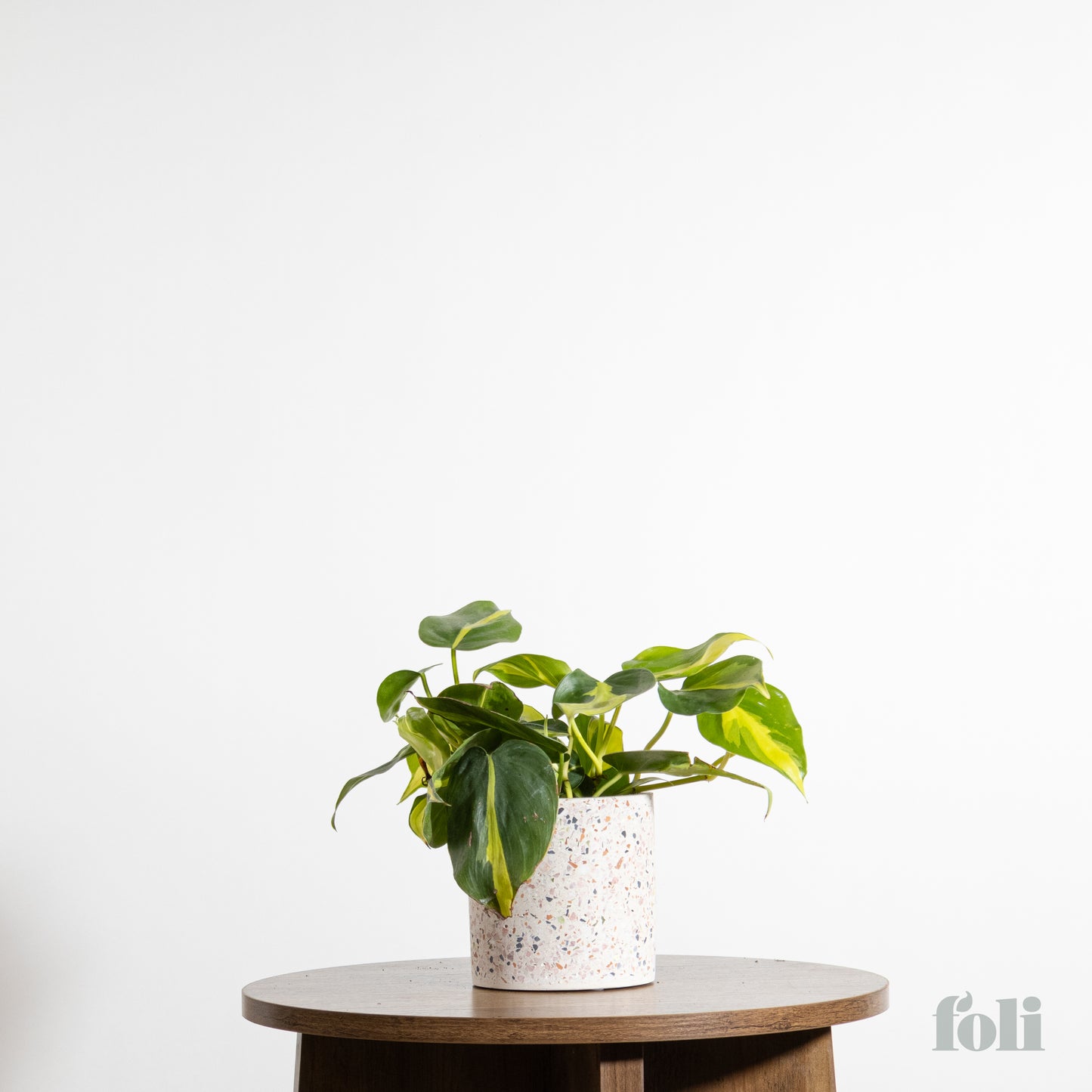 Philodendron Brasil