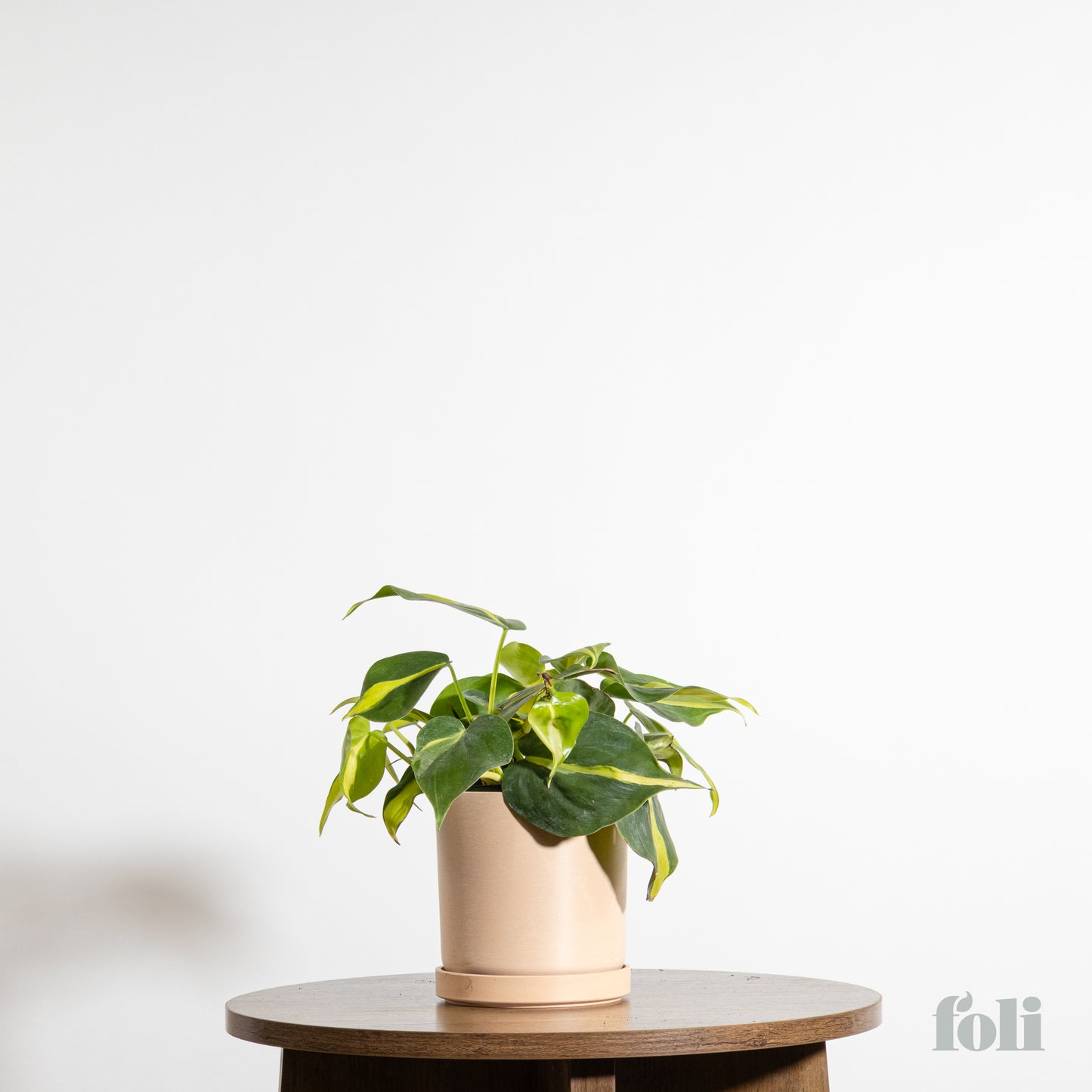 Philodendron Brasil