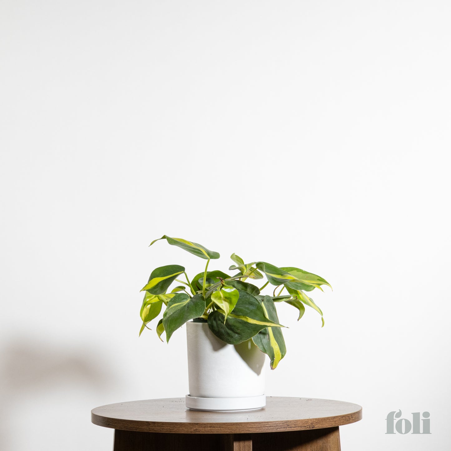 Philodendron Brasil