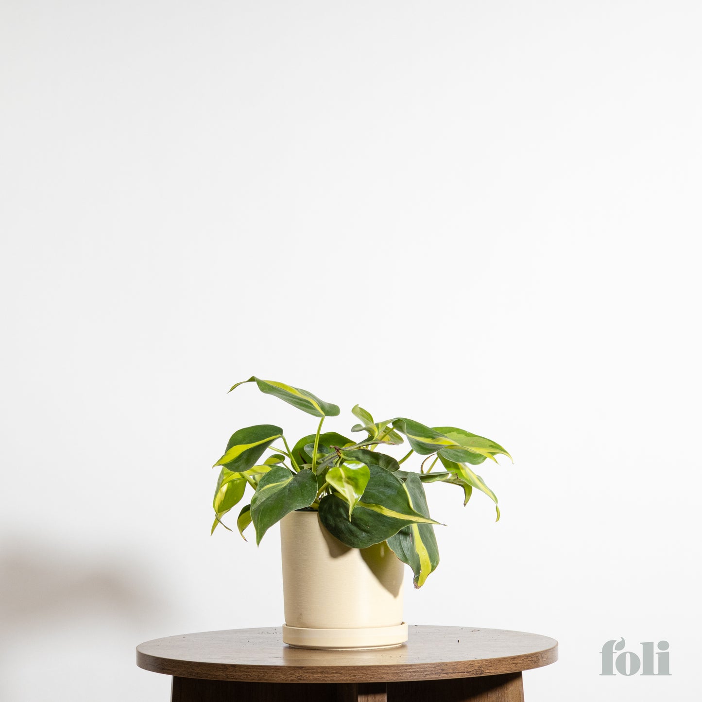 Philodendron Brasil