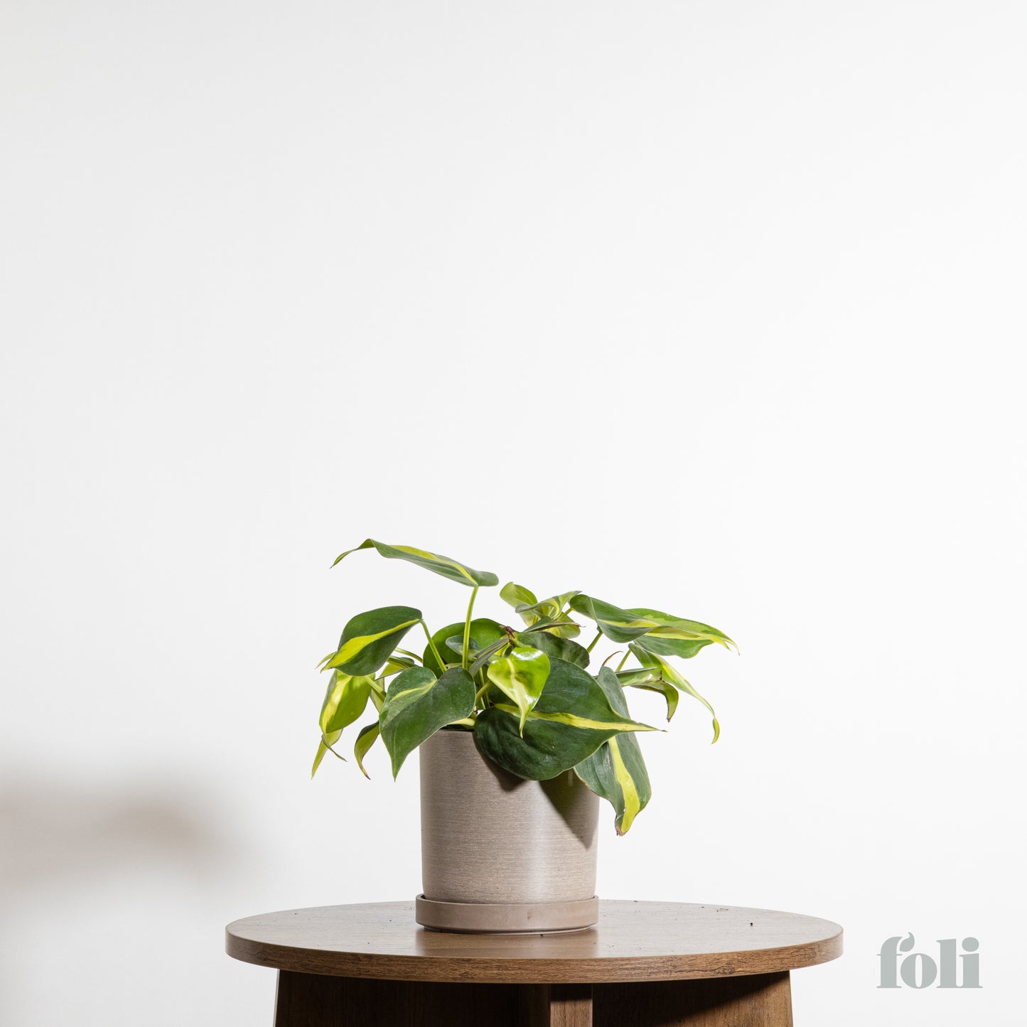 Philodendron Brasil