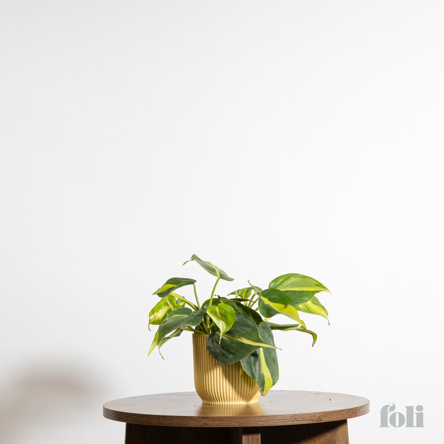 Philodendron Brasil