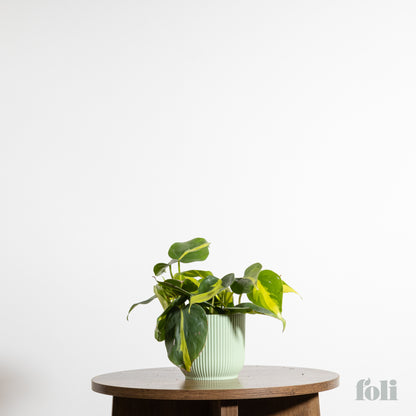 Philodendron Brasil