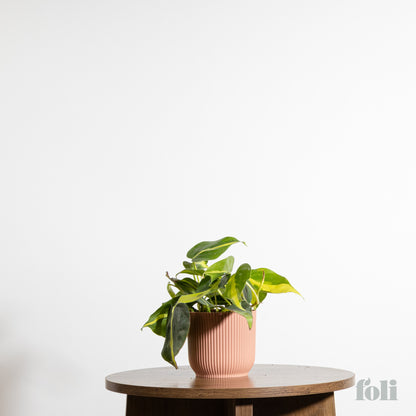 Philodendron Brasil