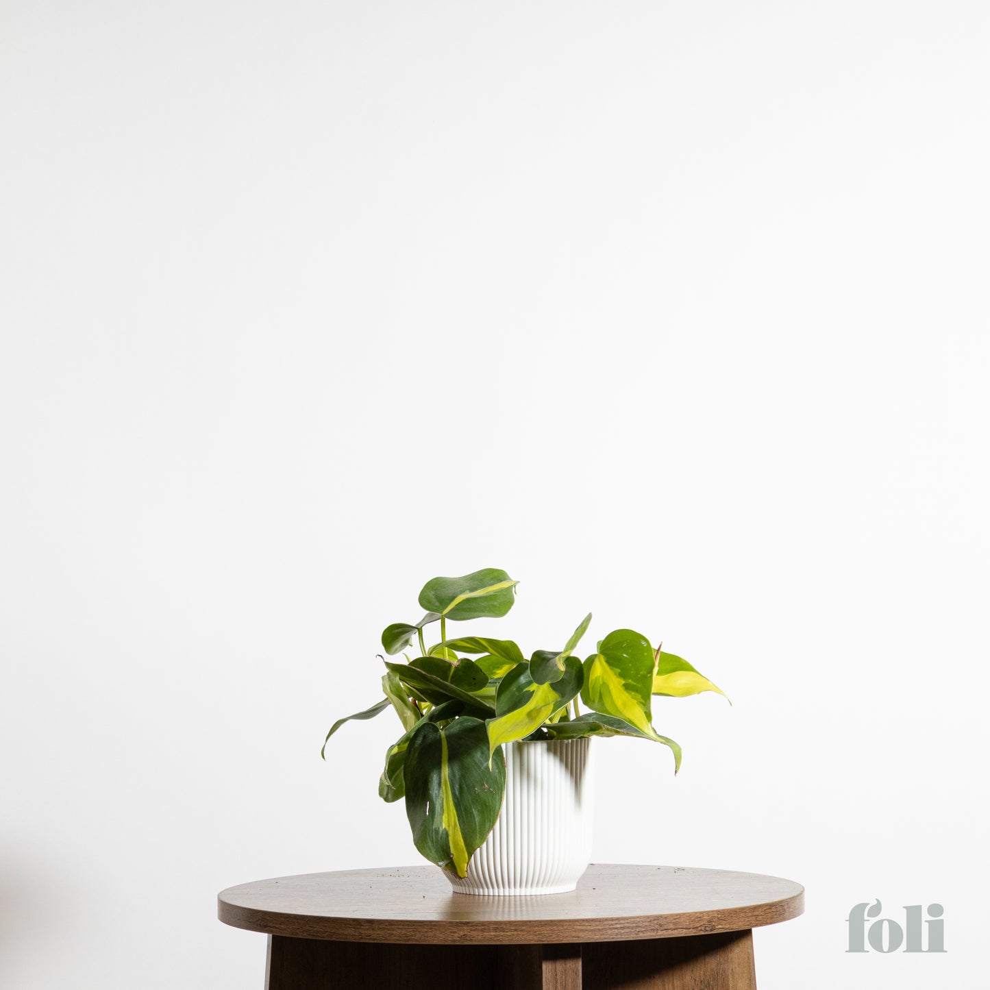 Philodendron Brasil