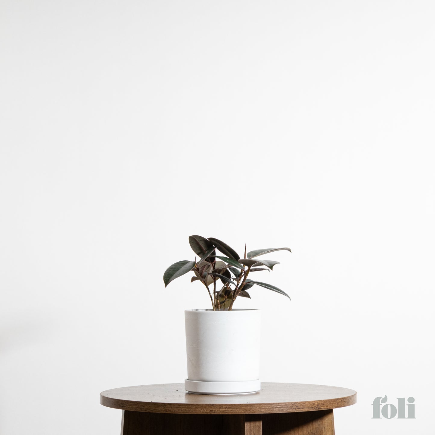 Rubber Tree