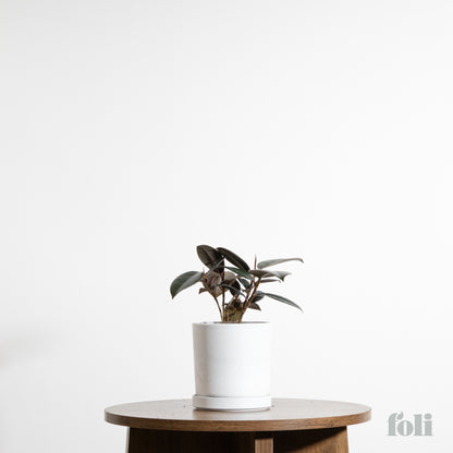 Rubber Tree