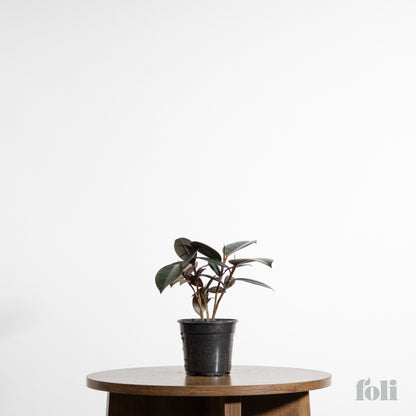 Rubber Tree