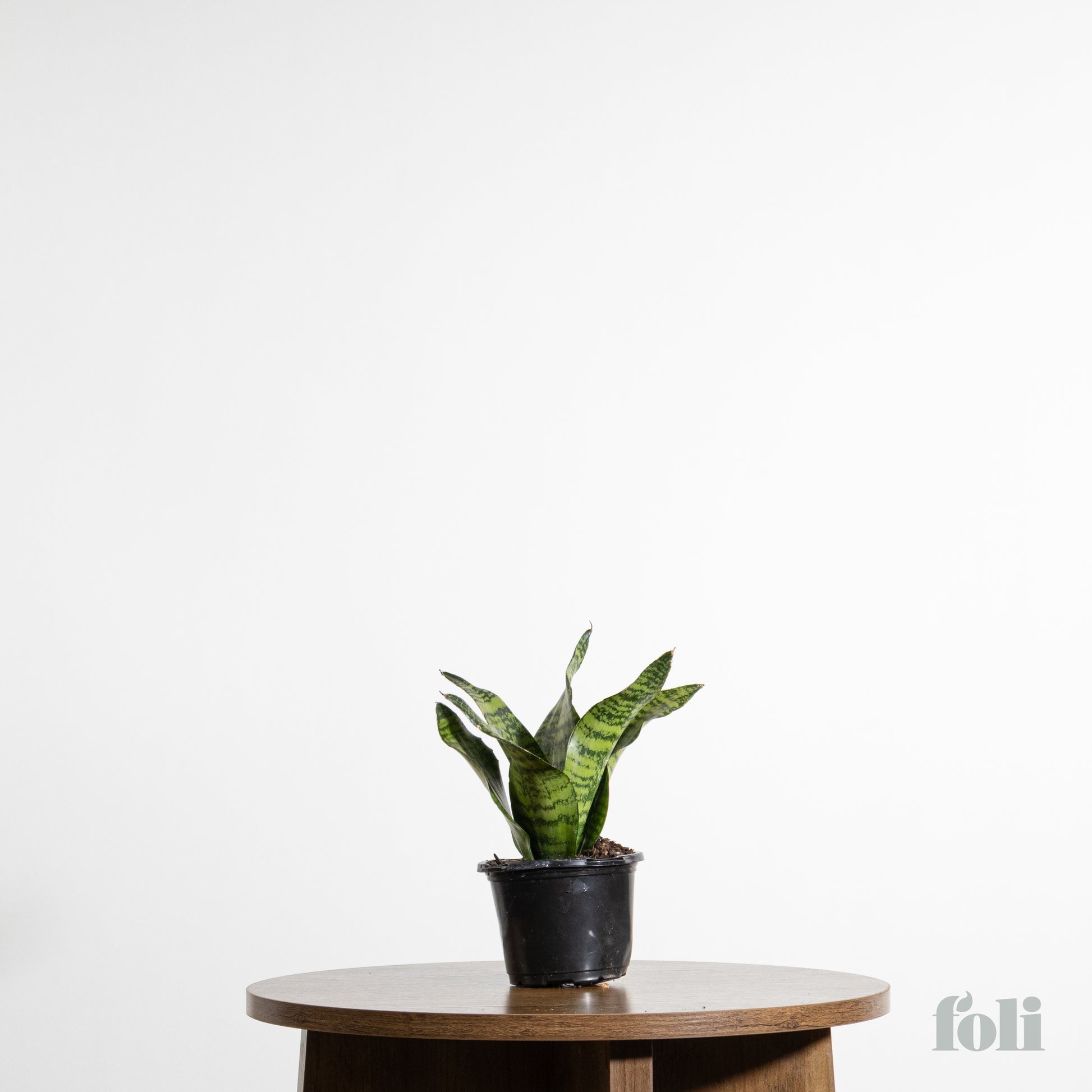 snake plant in black pot Snake Plant – Foli