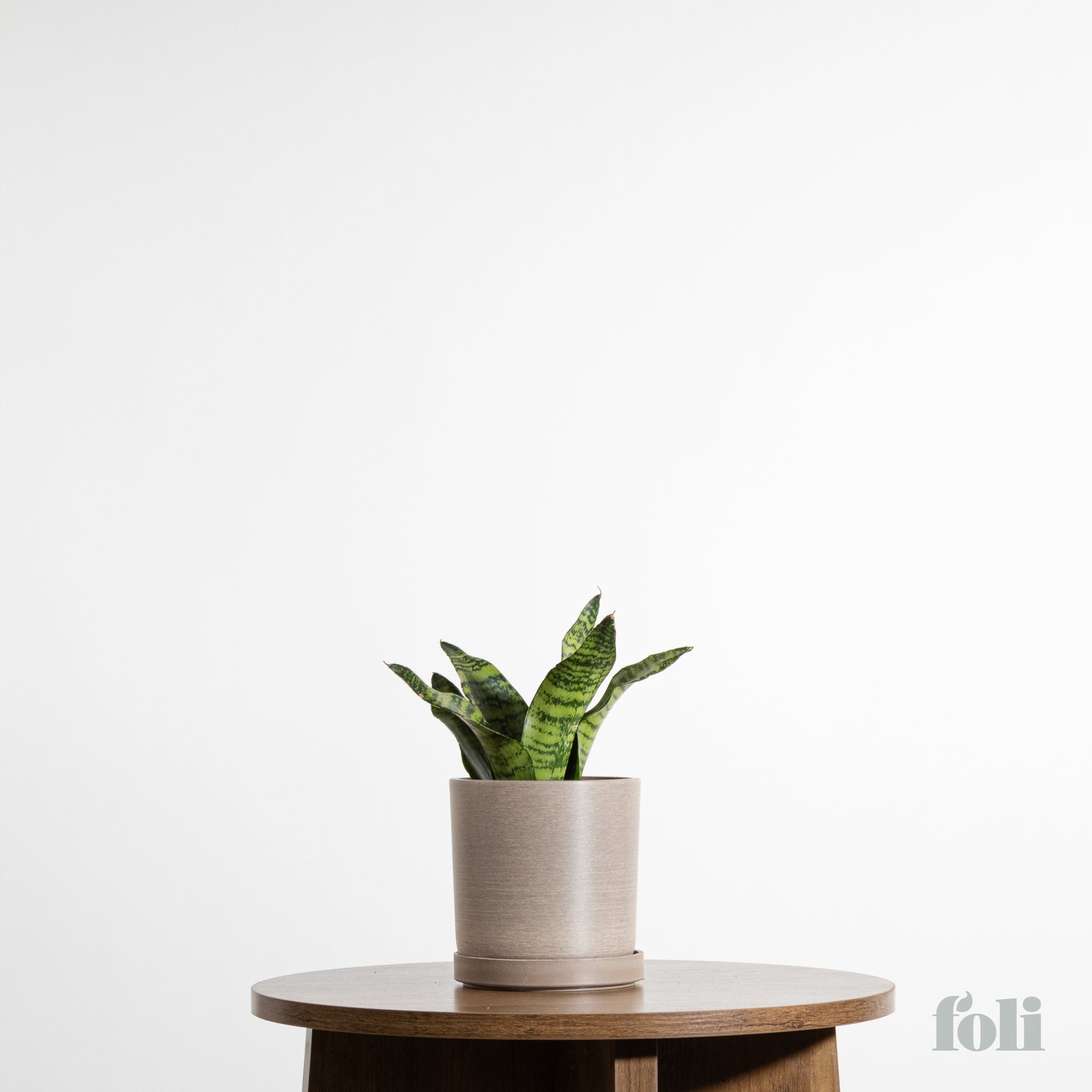 order snake plant online canada Snake Plant – Foli