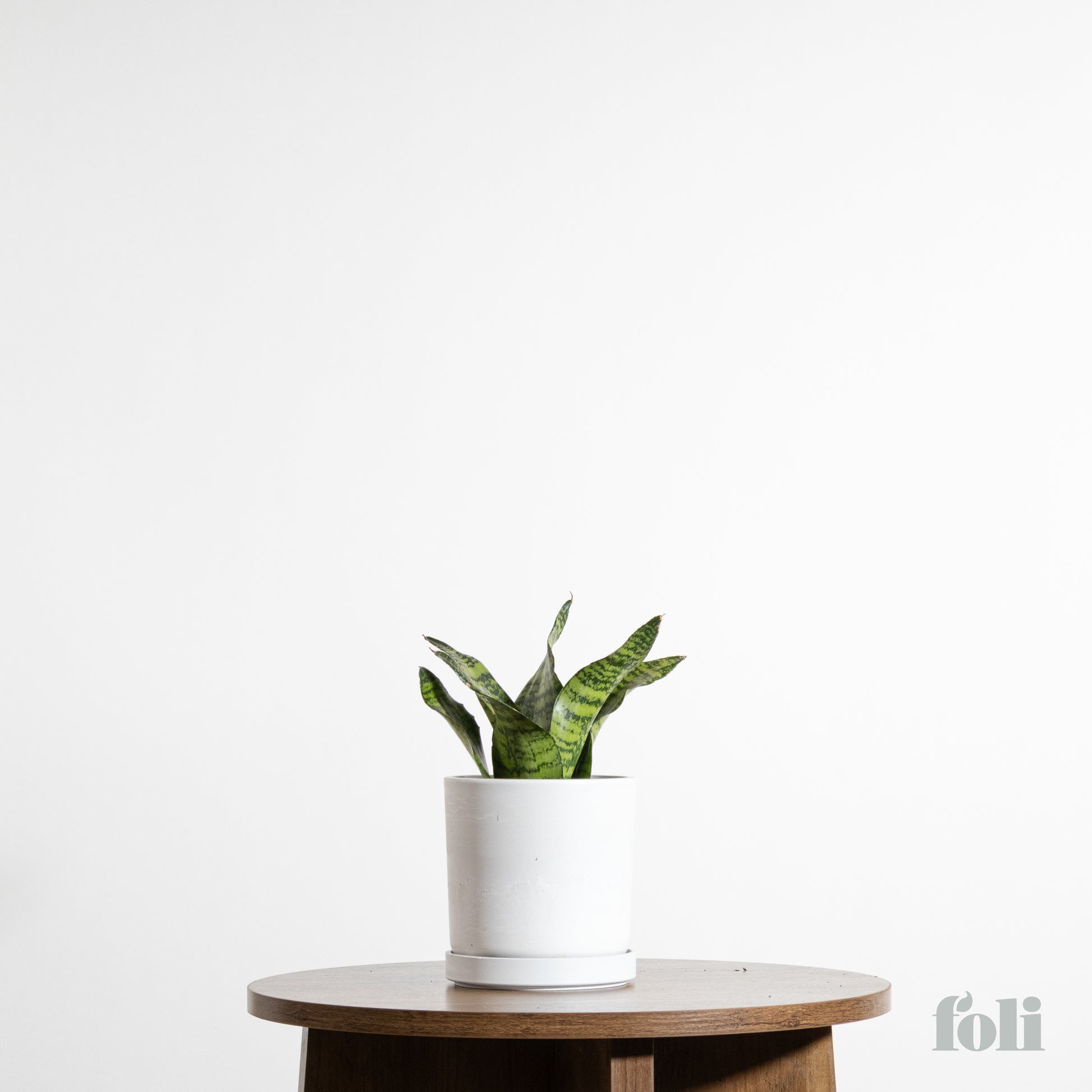 potted snake plant for sale Snake Plant – Foli