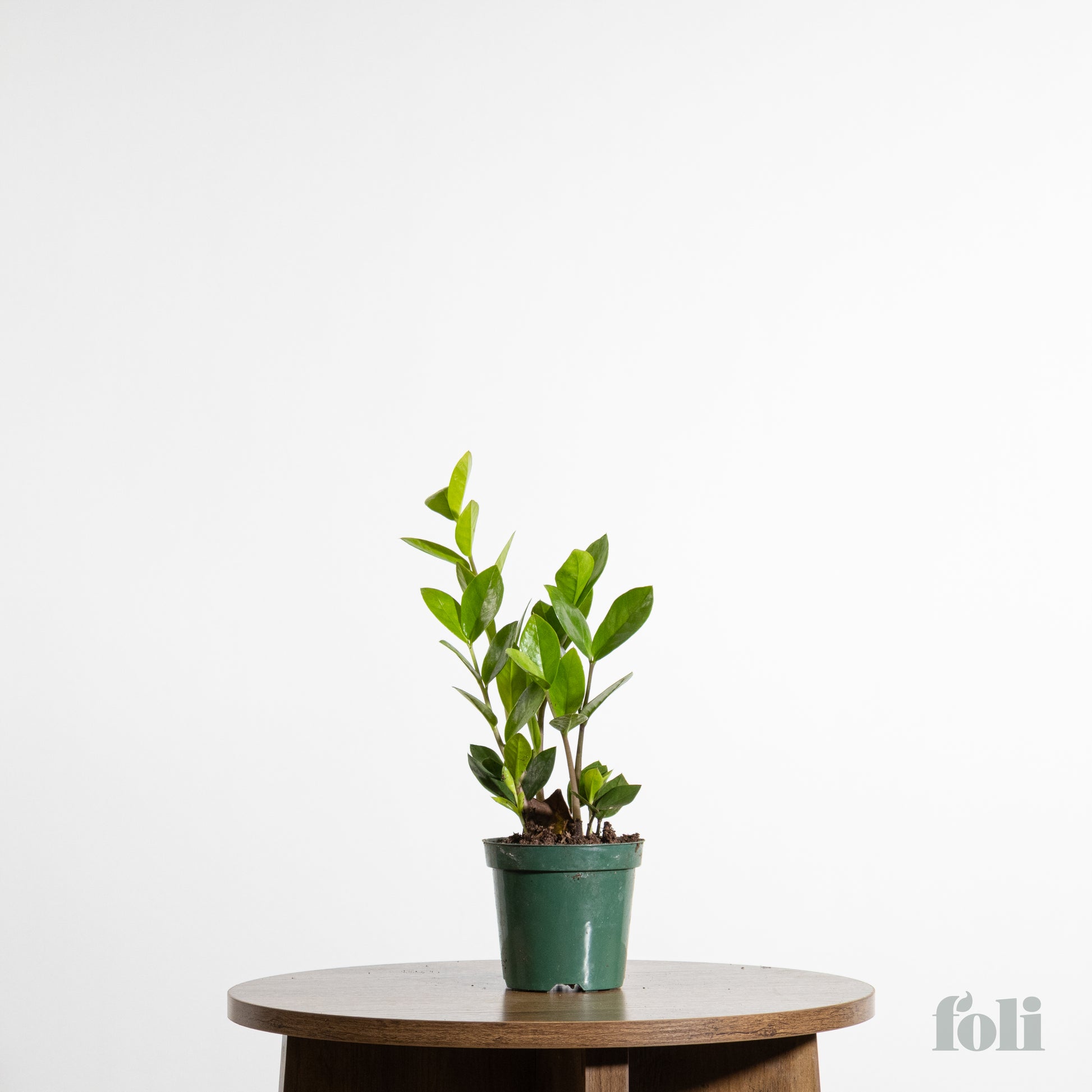 where to buy zz plant toronto ZZ Plant – Foli